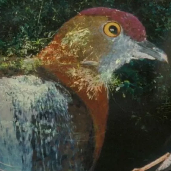 Voices of the rainforest 