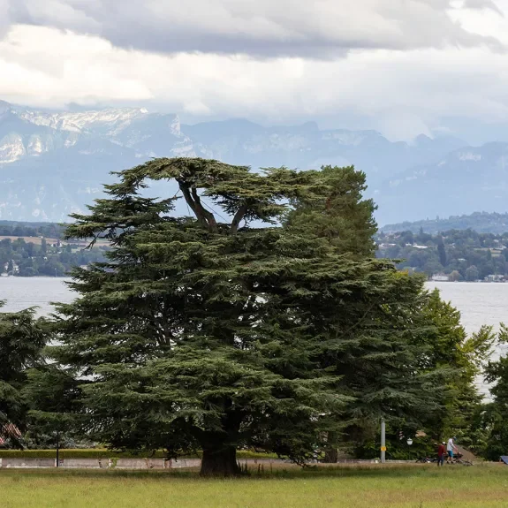 Image du site du festival avec les montagnes en arrière-plan