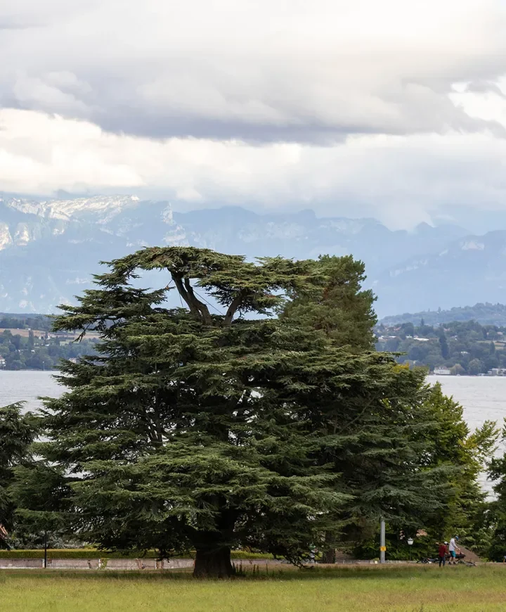 Image du site du festival avec les montagnes en arrière-plan